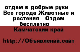 отдам в добрые руки - Все города Животные и растения » Отдам бесплатно   . Камчатский край